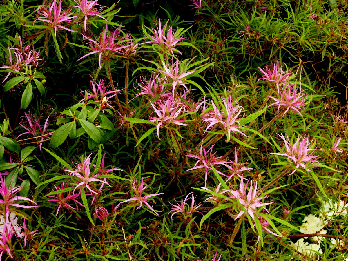 stenopetalum Linearifolium